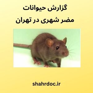 حیوانات مضر شهری در تهران